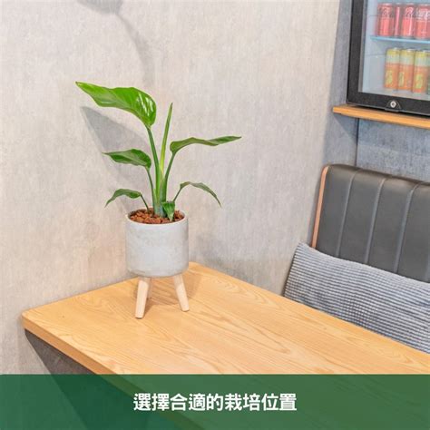 天堂鳥種子|天堂鳥植物完全栽培指南 從選擇到養護 